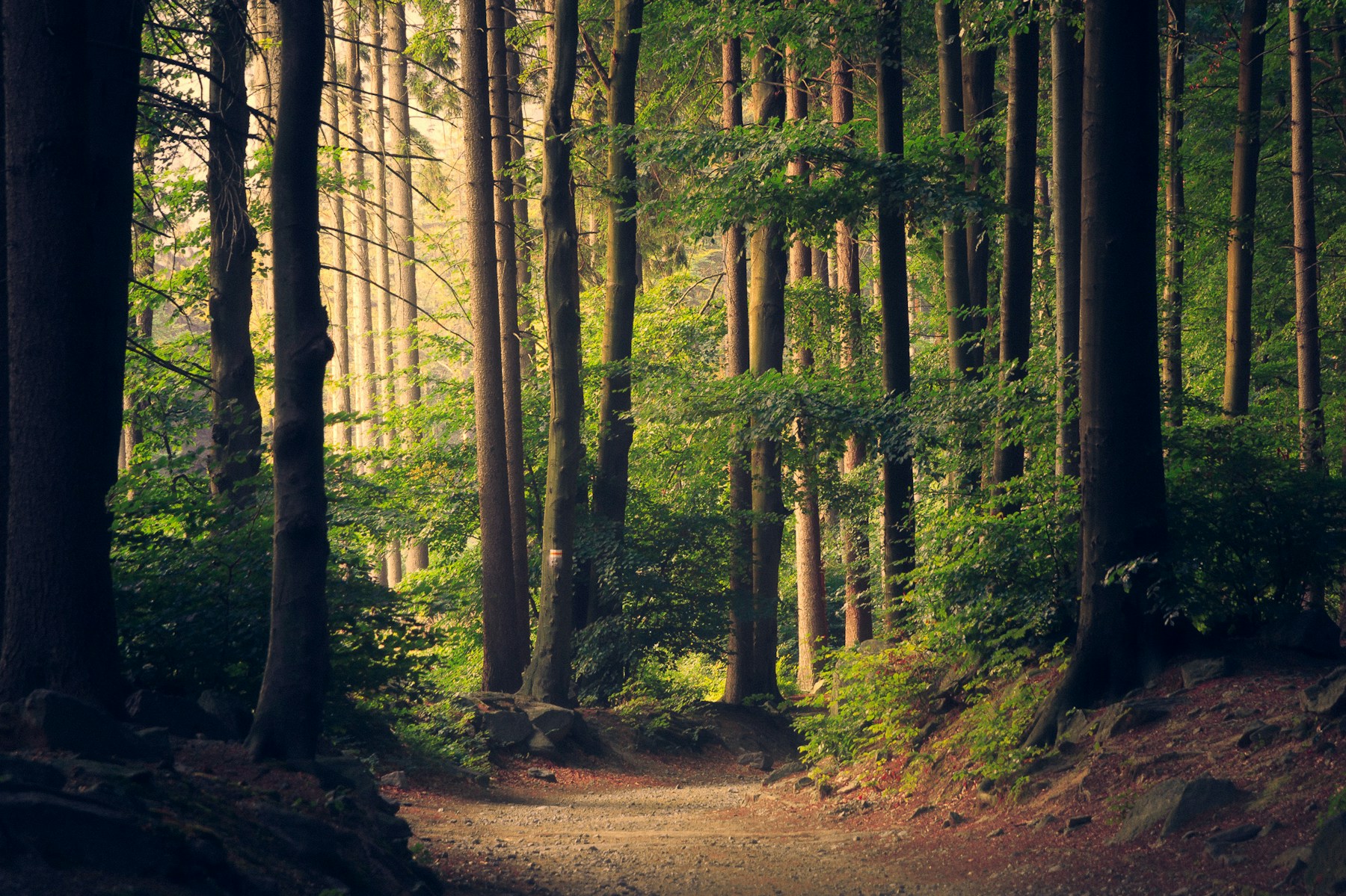 Morning light filtering through a deep green forest